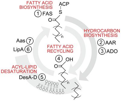 Hydrocarbon Desaturation in Cyanobacterial Thylakoid Membranes Is Linked With Acclimation to Suboptimal Growth Temperatures